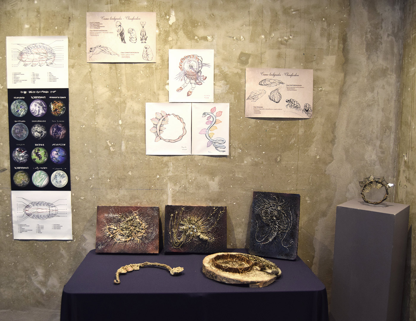 ZC - Fossiles, Classification  par Zandrine C