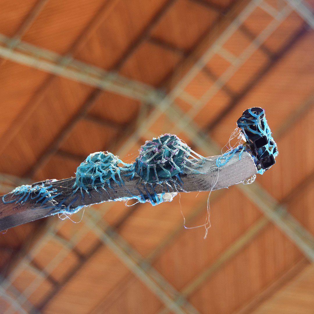 Tentacule supérieur par Zandrine C