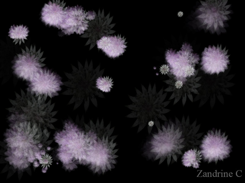 Animation par Zandrine C