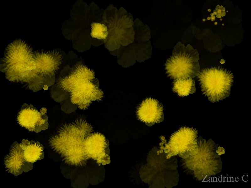 Animation, pissenlit par Zandrine C