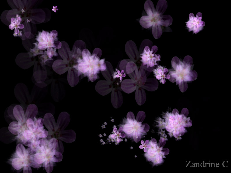 Animation, geranium par Zandrine C