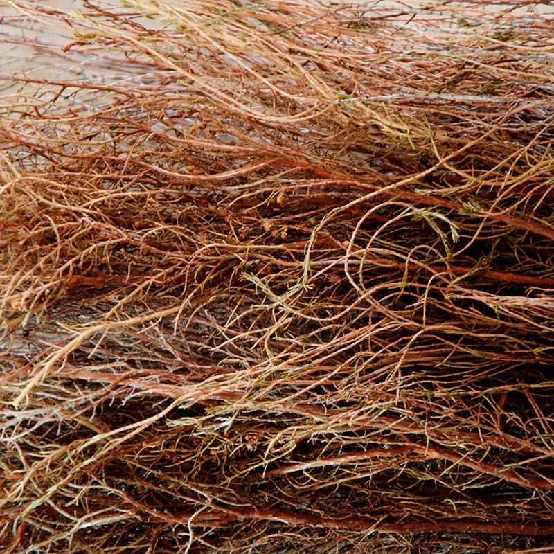 Bruits de Brosses (BO) par Zandrine C