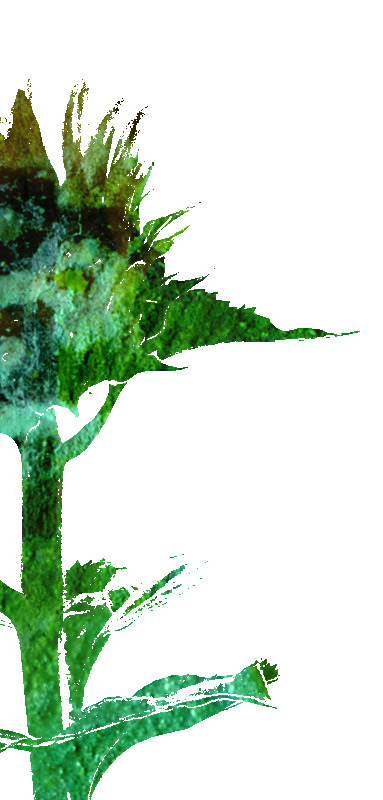 <img alt="" src="/user/pages/03.travaux/04.compositions-visuelles/tout/16.tournesols-2007/tournesols-02-2007-detail.jpg?name" /> par Zandrine C