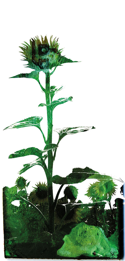 <img alt="" src="/user/pages/03.travaux/04.compositions-visuelles/tout/16.tournesols-2007/tournesols02-zandrine-c.jpg?name" /> par Zandrine C