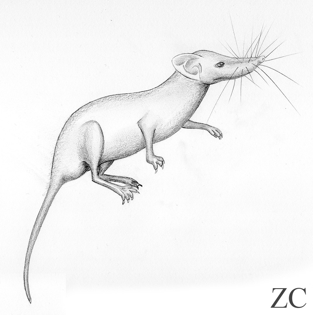 Pachyure par Zandrine C