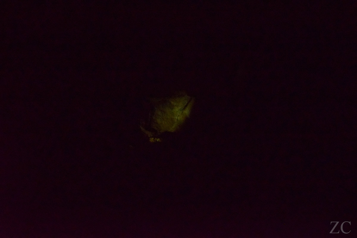 Démon 4 par Zandrine C