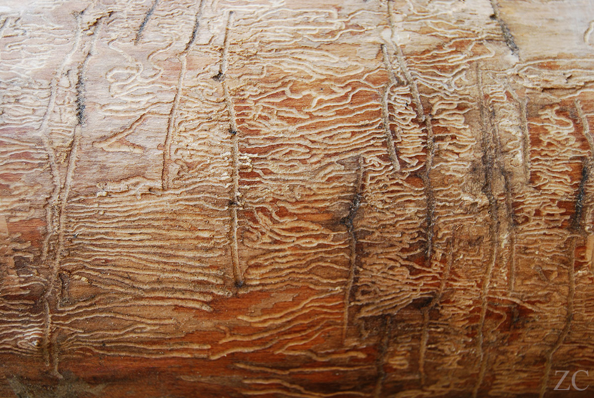 Galeries par Zandrine C