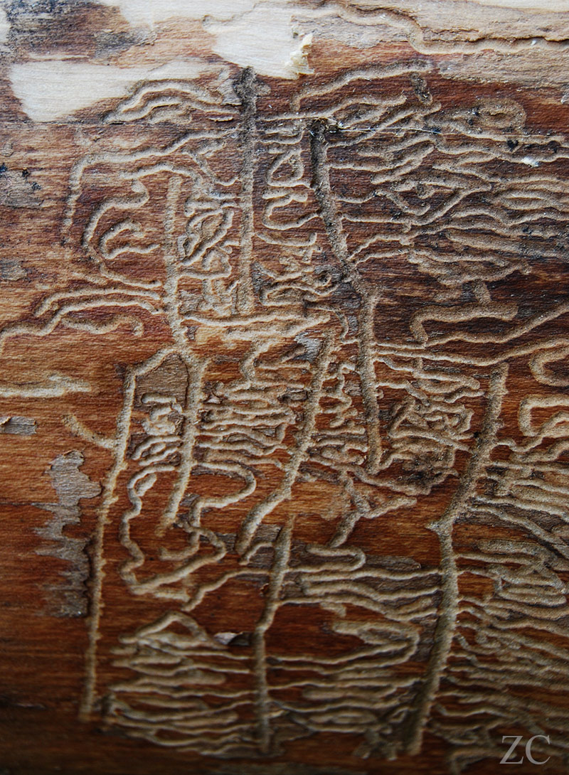 Galeries par Zandrine C