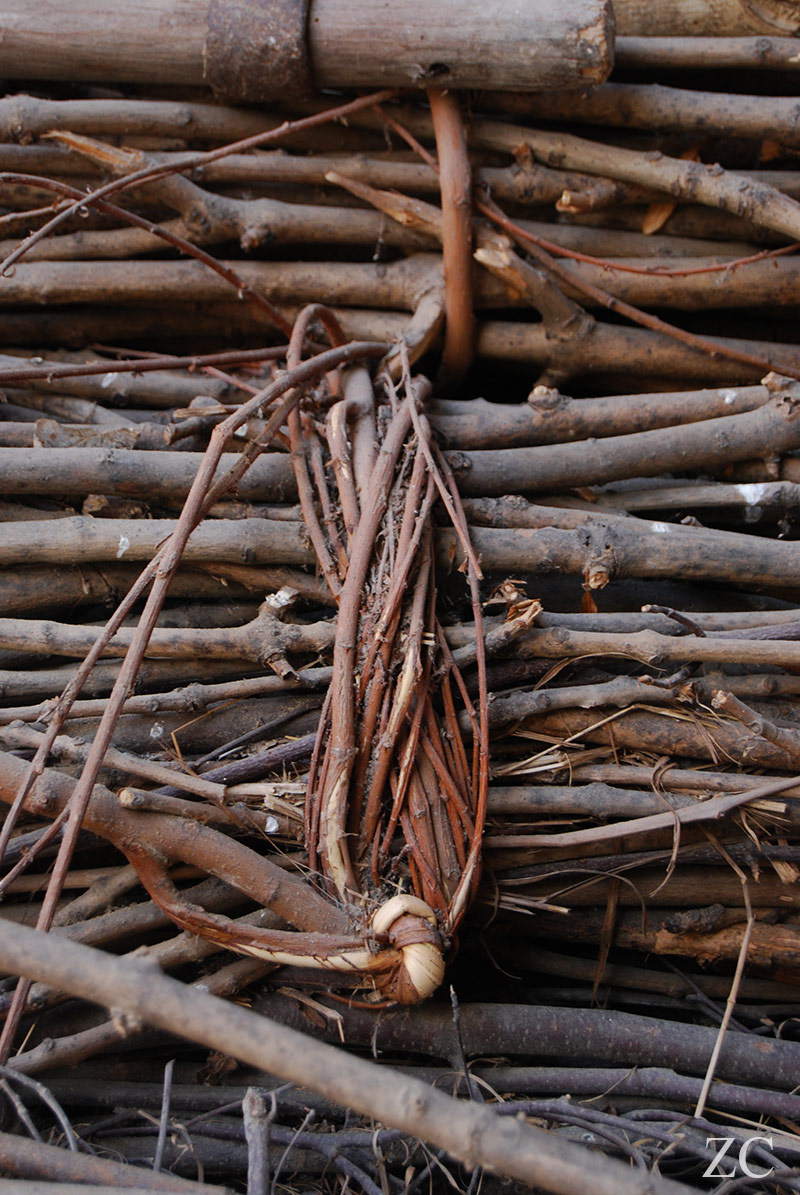 Croisement par Zandrine C