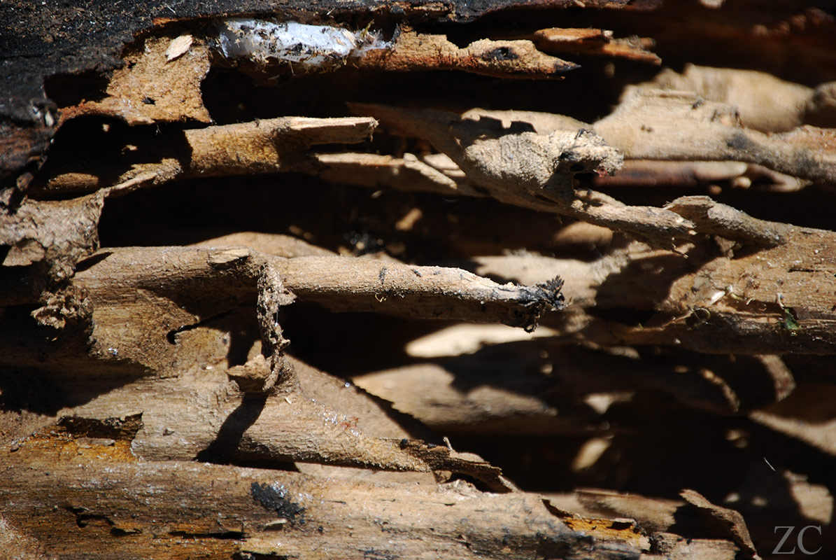 Habitat par Zandrine C