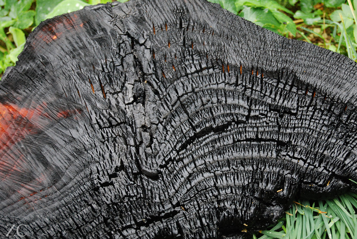 Stries par Zandrine C