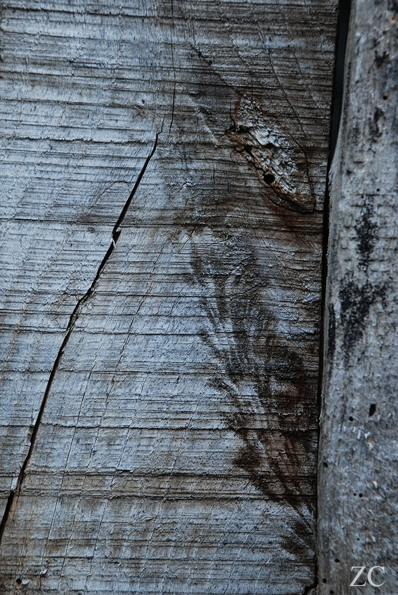 Latte par Zandrine C