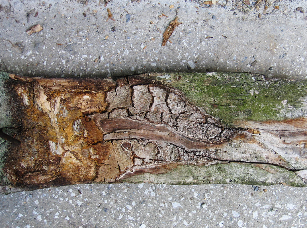 Latte par Zandrine C