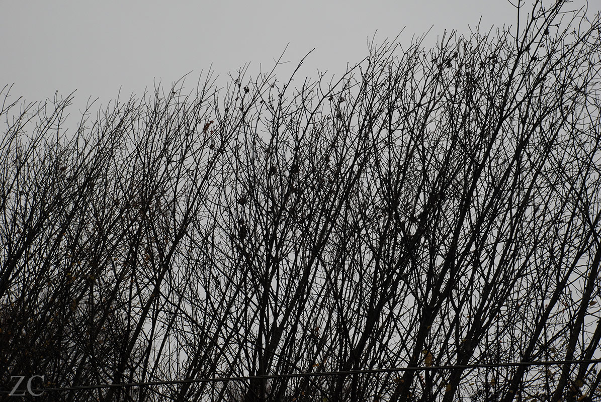 Octobre par Zandrine C