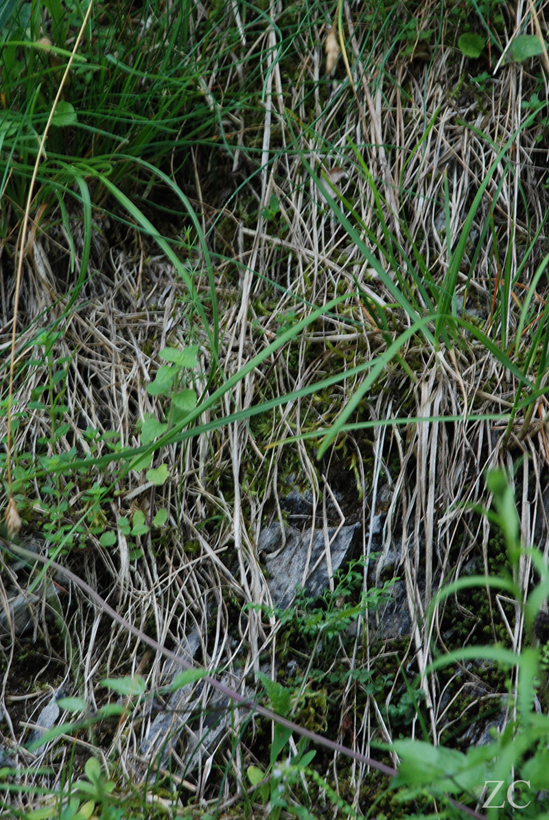 Herbes par Zandrine C