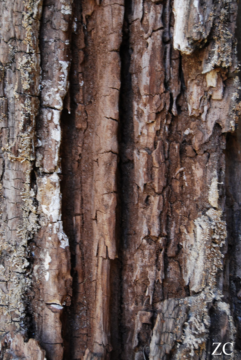 Ecorce par Zandrine C