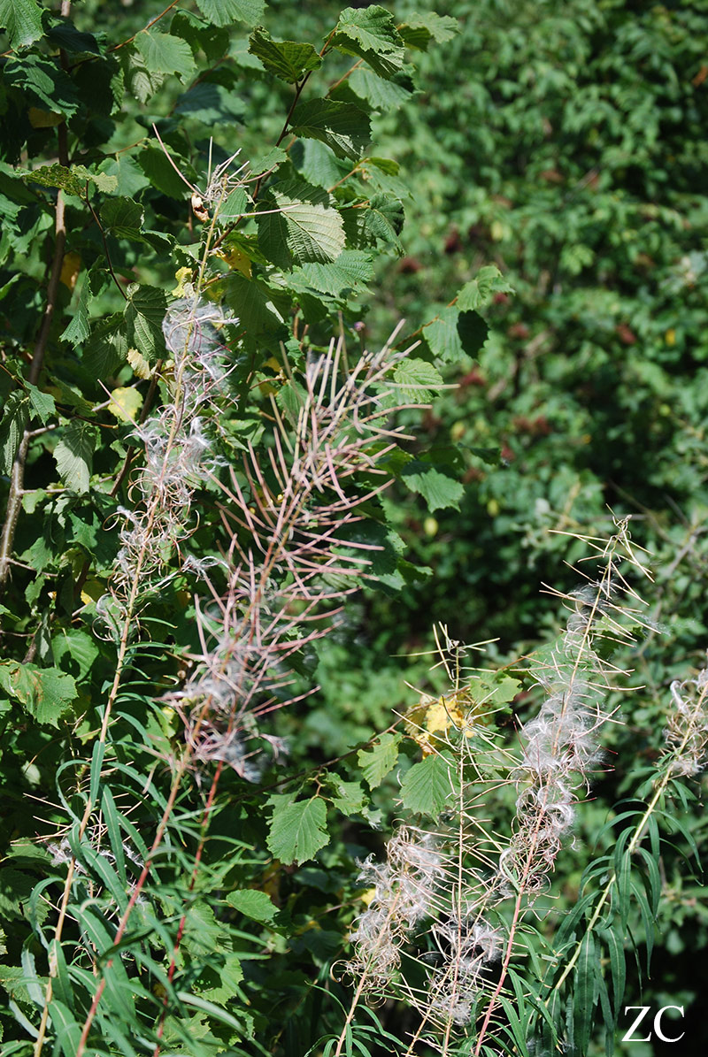 Fleurs par Zandrine C