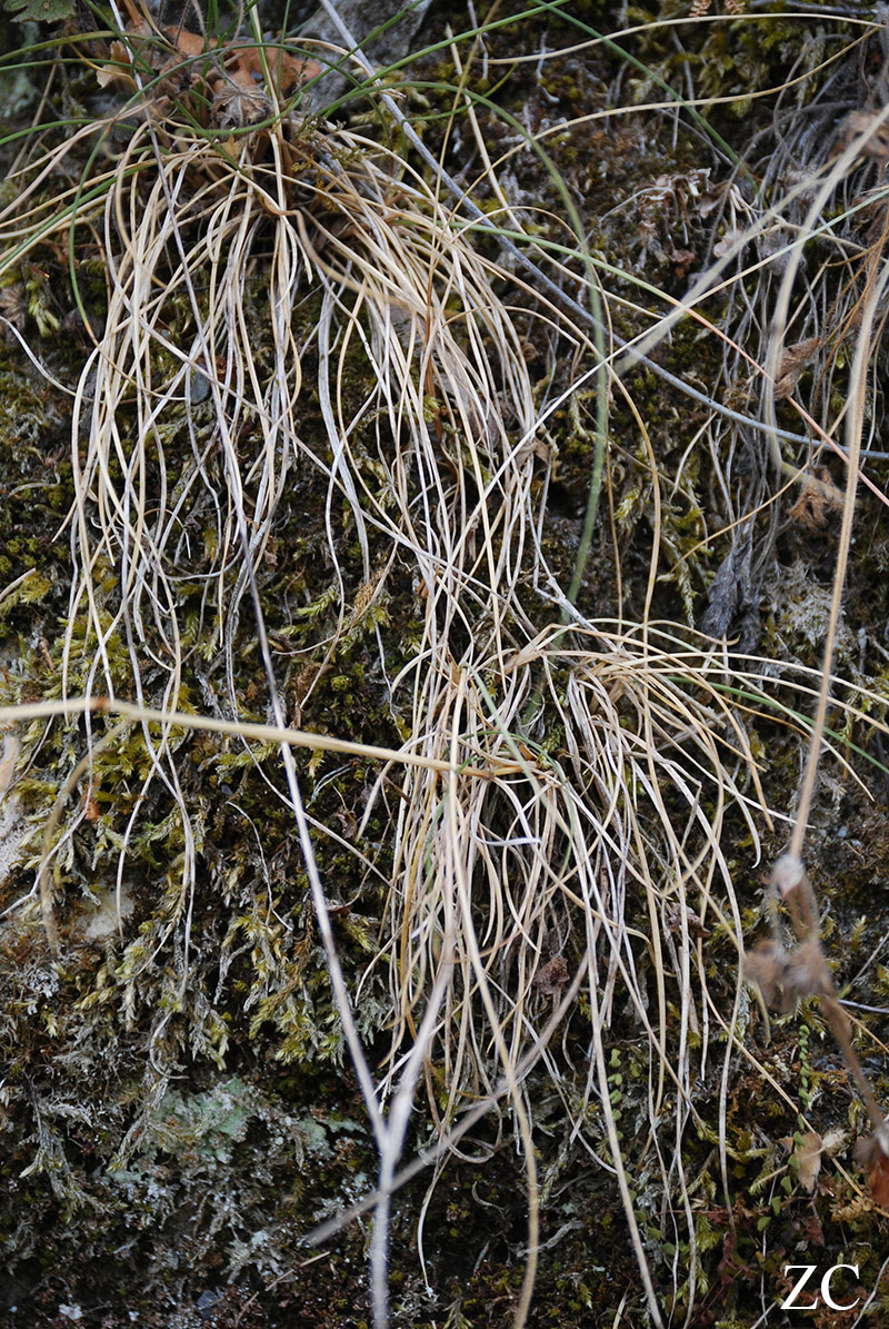 Herbes par Zandrine C