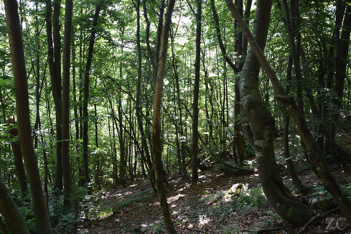 Talus par Zandrine C