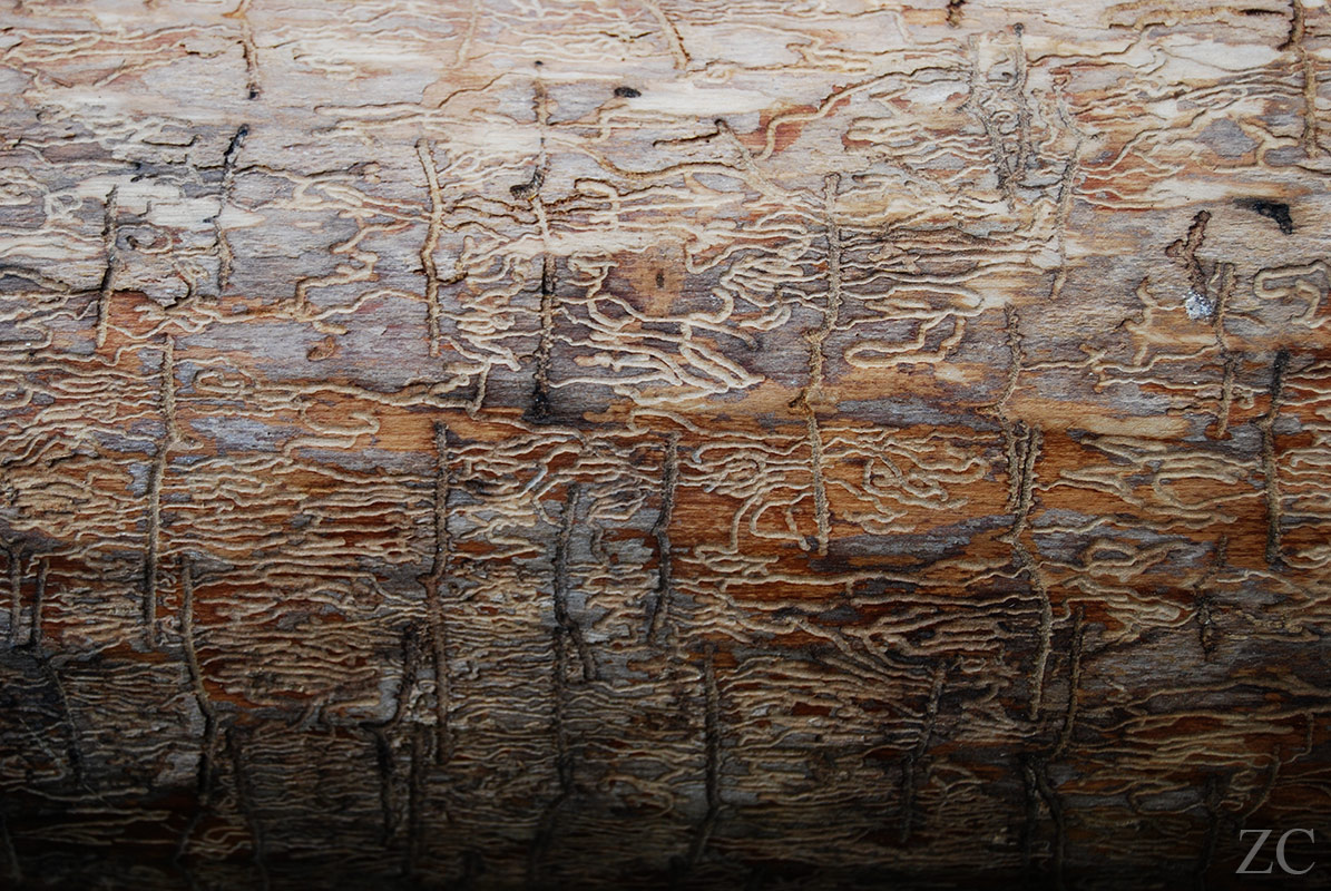 Galeries par Zandrine C