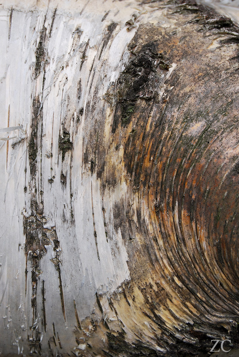 Ecorce par Zandrine C