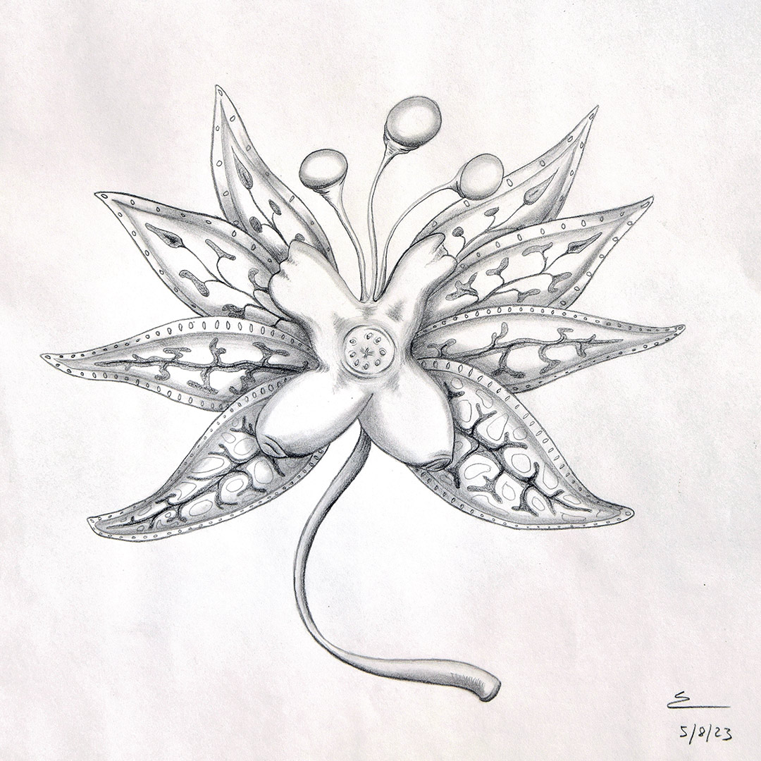 <img alt="" src="/user/pages/03.travaux/04.compositions-visuelles/tout/04.especes-kquaaniennes-2022/Phyllopsshamalle-crayon-feuilles-Zandrine-c.jpg?name" /> par Zandrine C