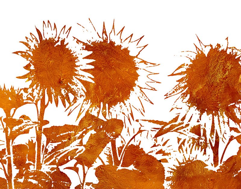 <img alt="" src="/user/pages/03.travaux/04.compositions-visuelles/tout/20.tournesols-2007/tournesols-01-2007-detail.jpg?name" /> par Zandrine C